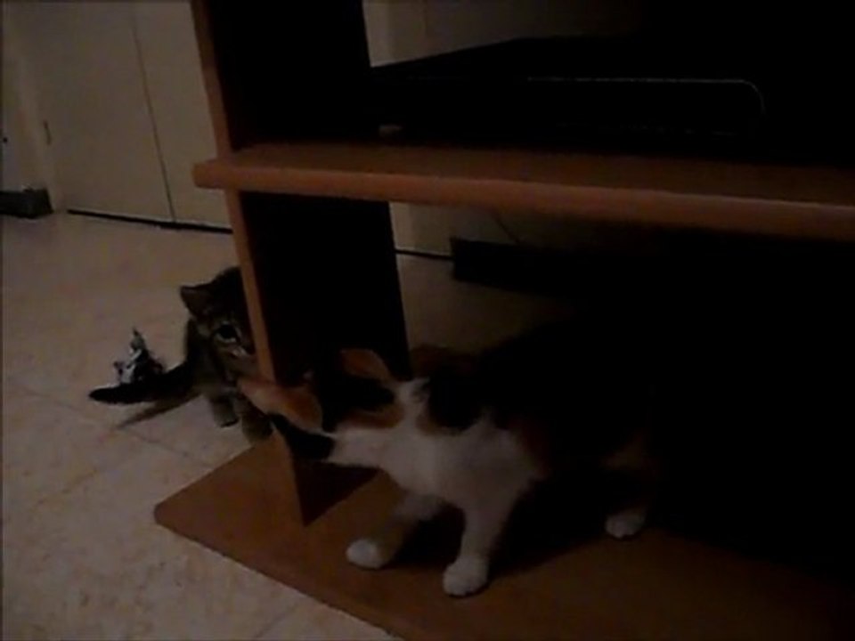 Princesse et Cassandra le 10 09 11