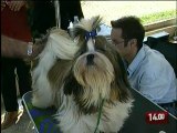 TG 17.02.10 Anche il cane in affido condiviso