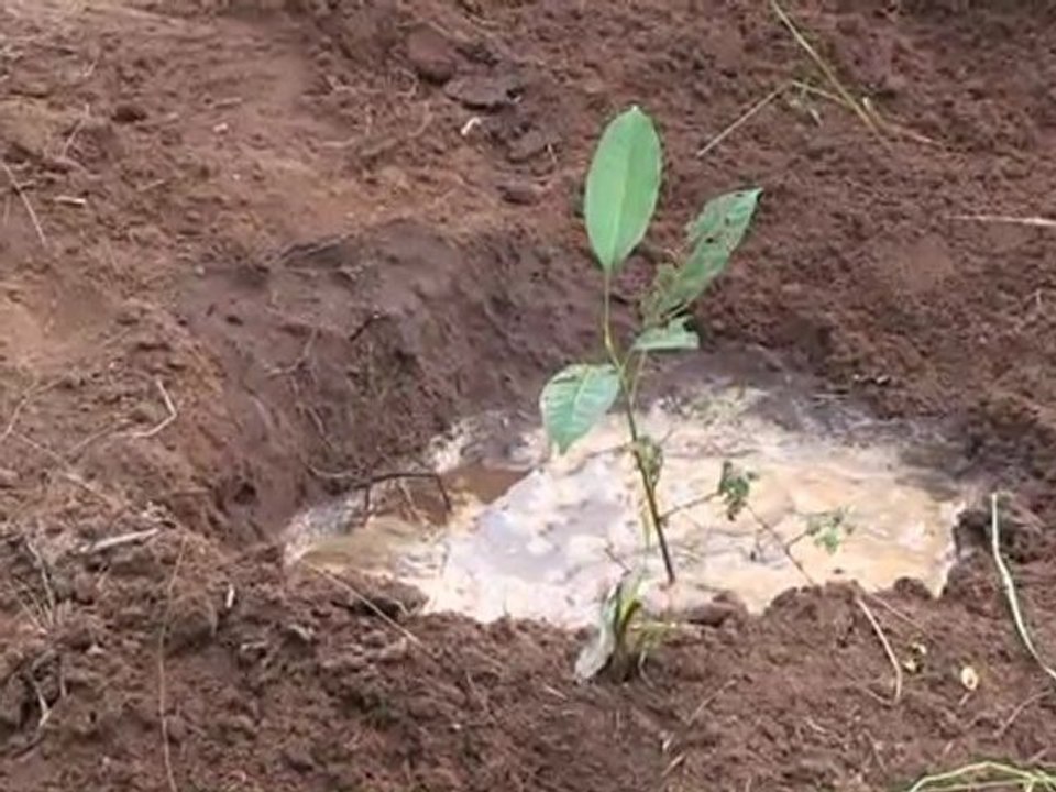 Arbres à Palabres Benin 2011