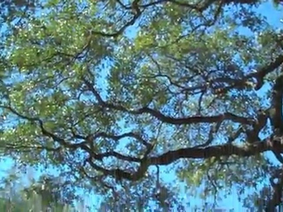 Arborist Georgetown, Texas