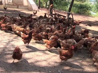 Paroles d'agriculteurs bio (suite 3)