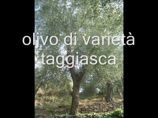 Olio e oliva Taggiasca da Hotel Lucciola