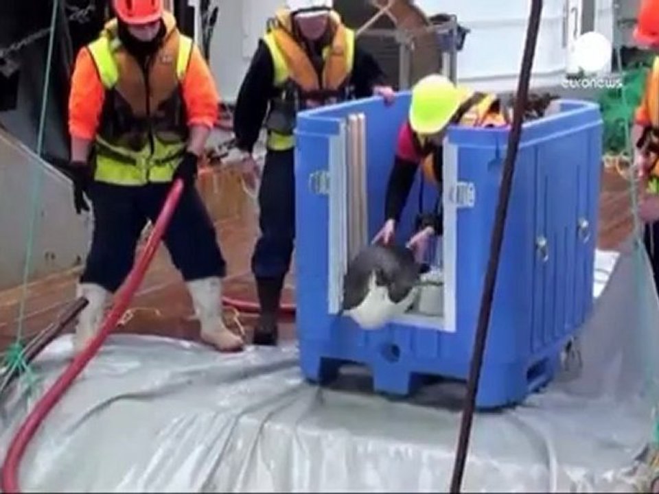 Penguin missing, feared eaten