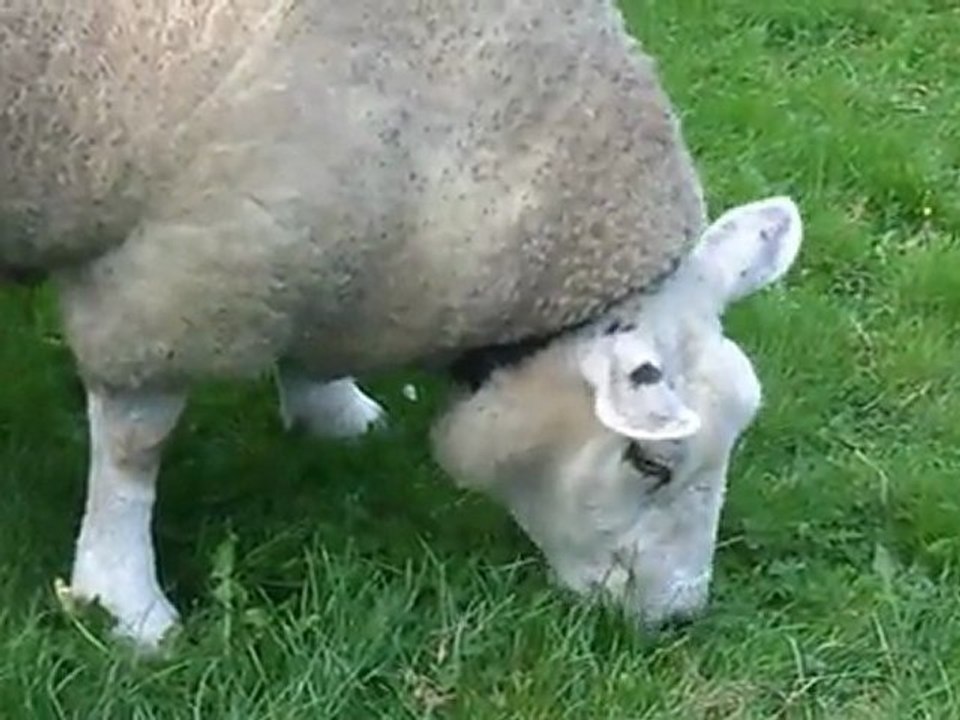 Bêlla - Septembre 2011