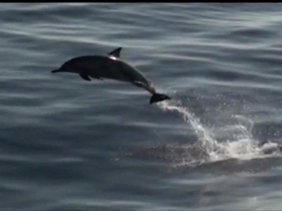 Dauphins au ralenti