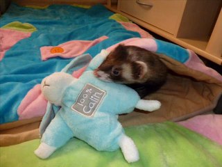 Les zouzous - Eté 2011