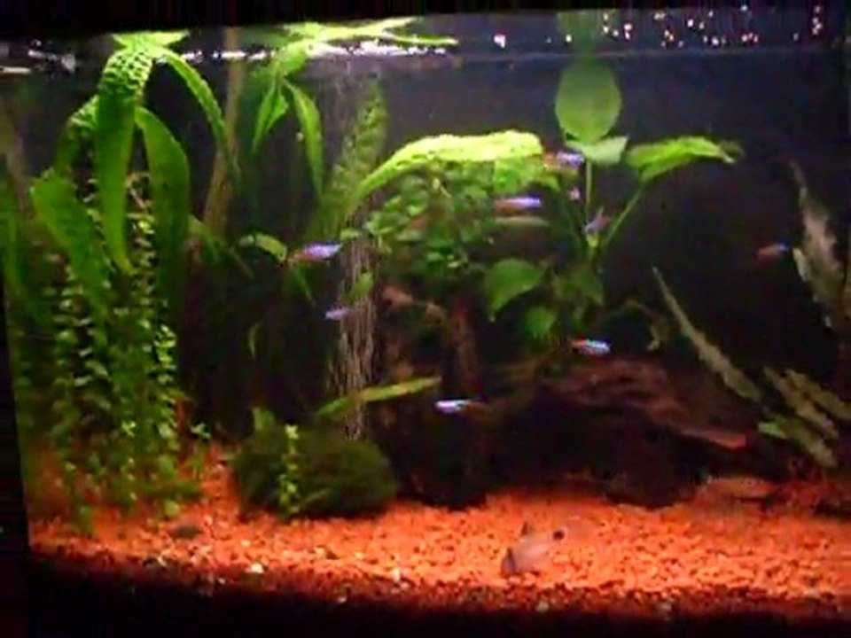 Amazon biotop