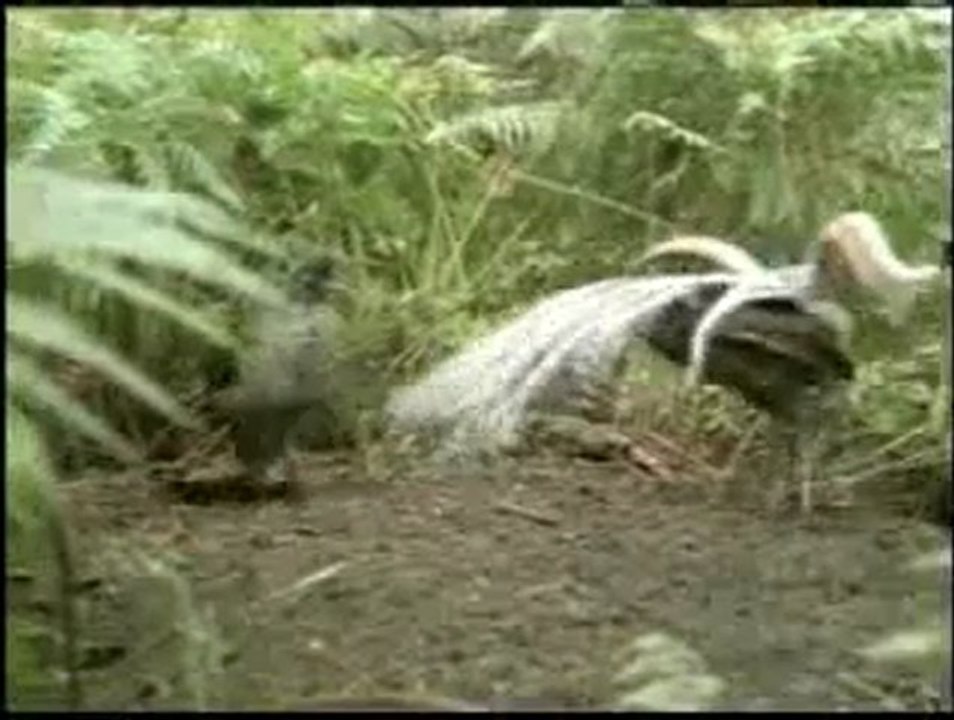 Kuşlardaki kusursuz estetik