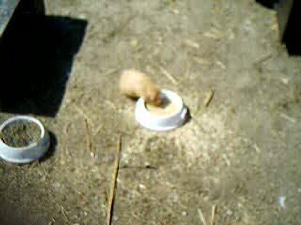 hamster et poule