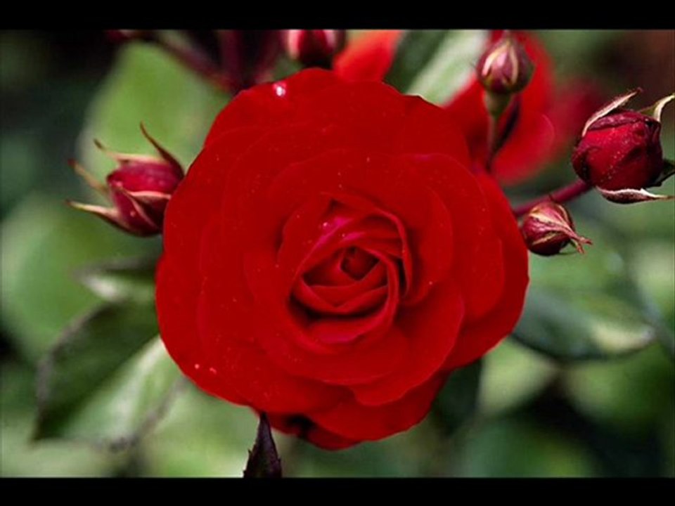 ŞİİR - SEVDALIYIM İŞTE...