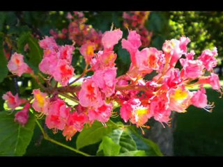 Тернопільські каштани (Ternopil chestnuts) ♥ Ukrainian song by Vol. Verminsky