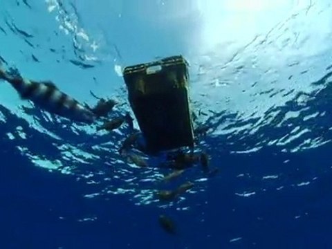 İnsanlar ve denizler HQ (Mustafa Dinç)