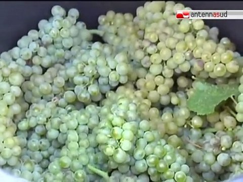 TG 17.08.11 Stefàno: In Puglia vendemmia di qualità