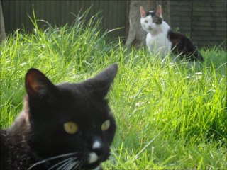 In memory of Beck 12th Sept 2011