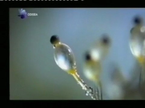 Hongo pilobolus: El ser mas veloz de la Tierra