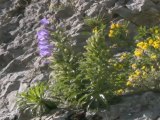 Le Peuple des Falaises - Escalade et biodiversité vues par un naturaliste