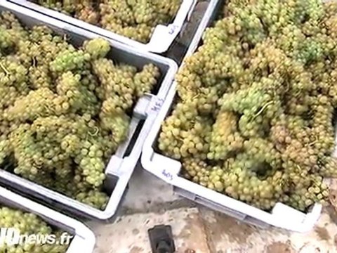 Sannois : les vendanges de la cuvée 2011