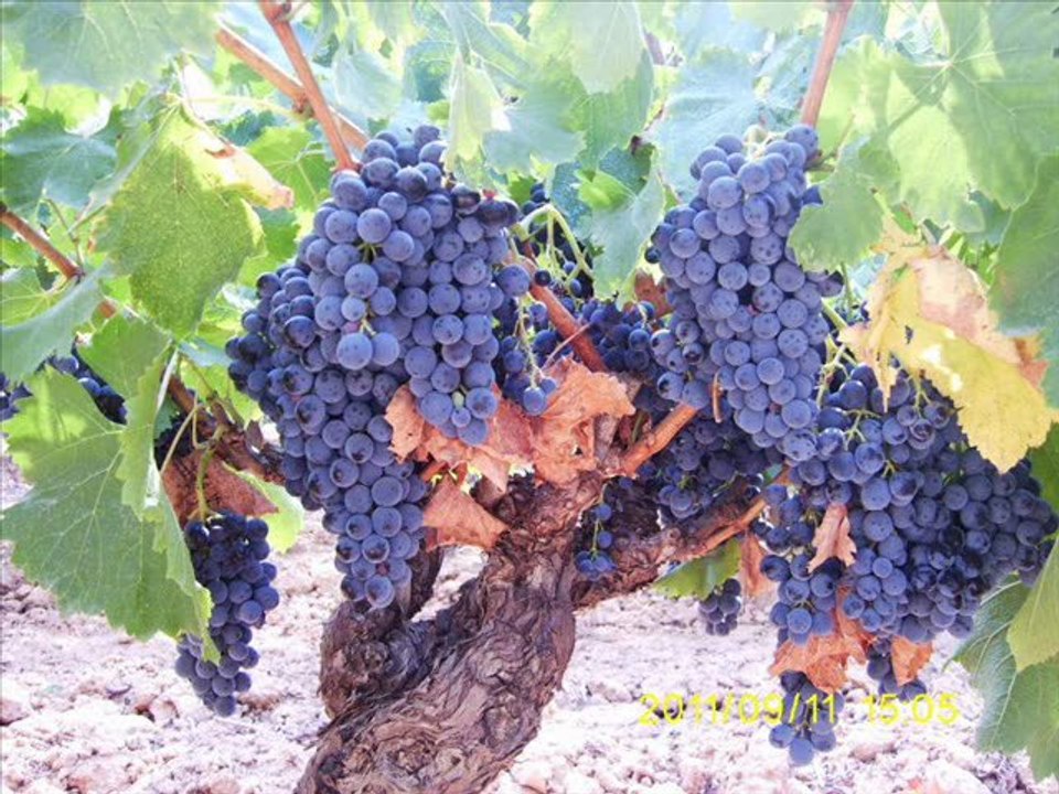 Repas Rando 11 septembre 2011