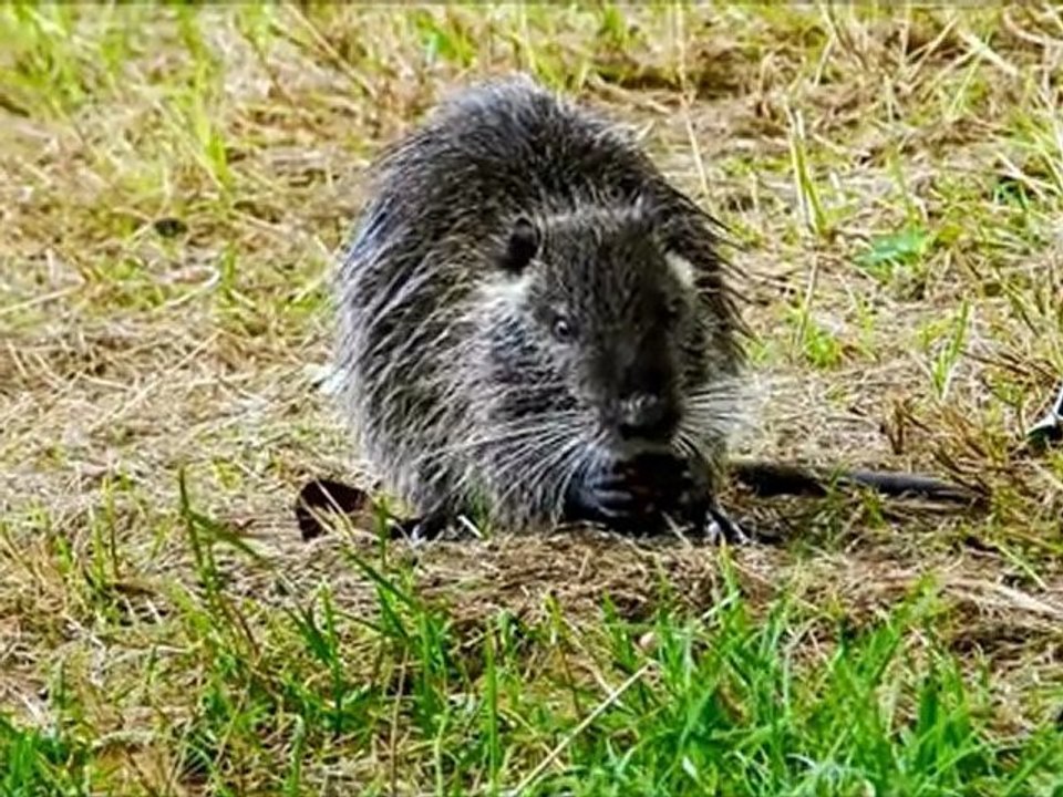 Le clan des ragondins blancs