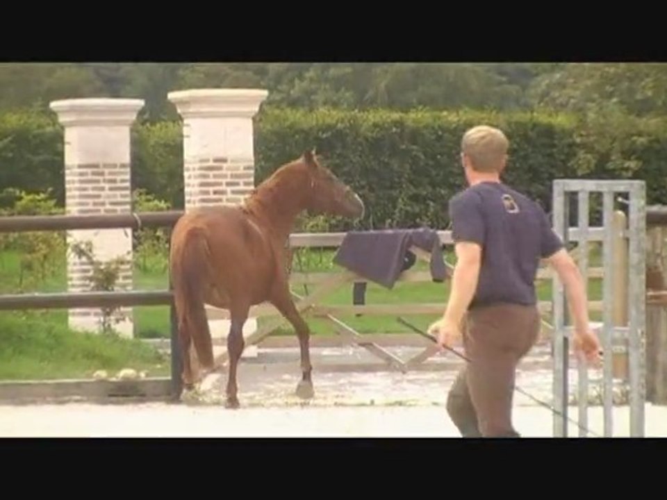 Uxley de gypse male SF de 3 ans a vendre