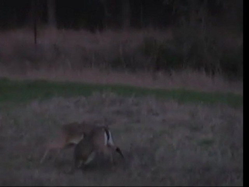 Benson Farm & Ranch  Longest Buck Fight - South Texas Hunting