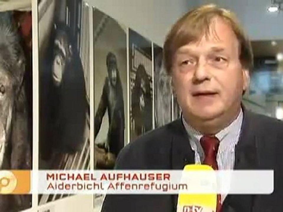 Schimpansen