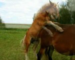 un après midi de septembre avec mon poulain