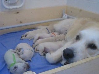 Chiots d'Elya & d'Jack à 1 semaine