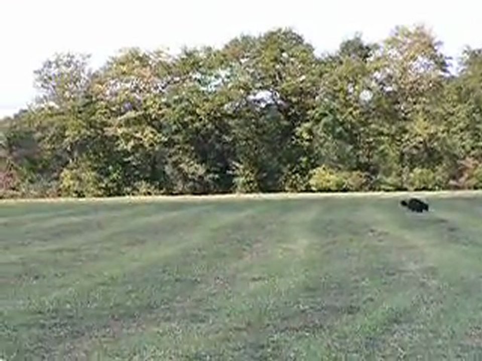 Pouchka et Sham'K  Pistage français 14/09/2011