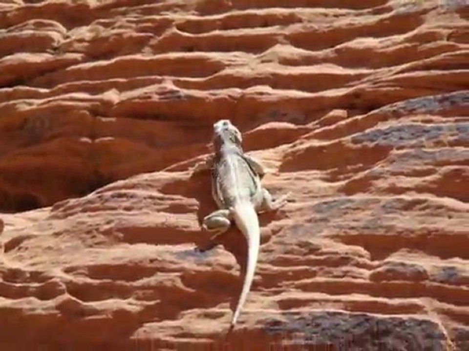 lezard de vallée du feu dans l'ouest américain