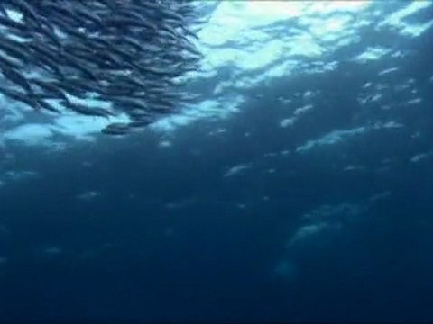 Docu_France5_Ces animaux qui ont les crocs - Au menu du requin blanc_Lun 04 avril 2011