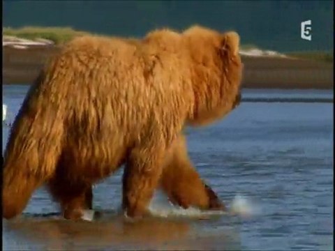 Docu_France5_Ces animaux qui ont les crocs - Gare à l ours brun_Lun 04 avril 2011