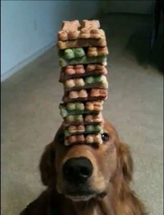 Dog Plays Jenga