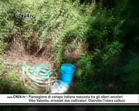 CN24 | Piantagione di canapa indiana nascosta tra gli alberi secolari