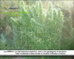 CN24 | La Gdf sequestra esplosivo, armi e una piantagione di marijuana