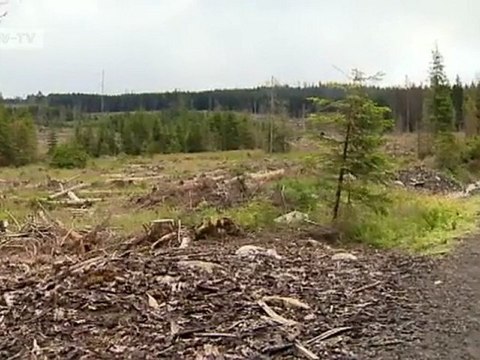 Czech Republic: Cross-Border War on Bark Beetles | European Journal