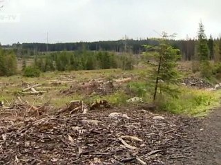 Czech Republic: Cross-Border War on Bark Beetles | European Journal