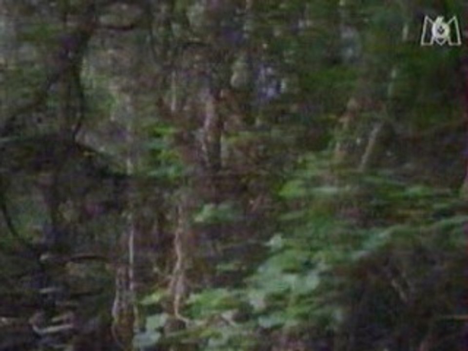 Caraibes Offshore générique