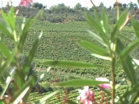 Tournée viticole pour le Préfet de l'Aude Anne - Marie Charvet, en cette période de vendanges.