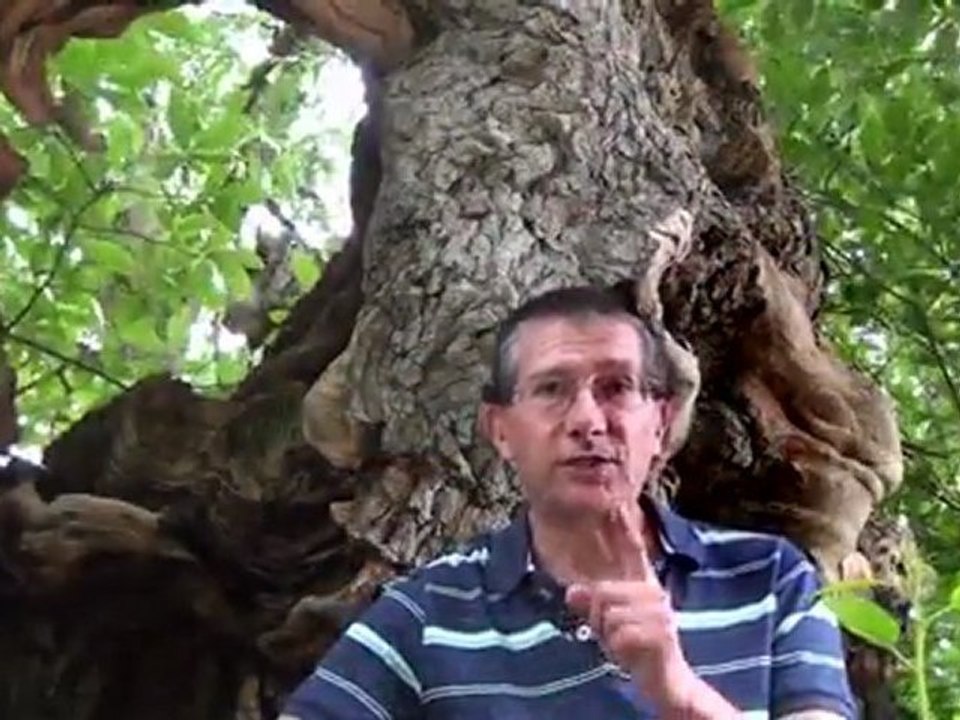 Teaser Auprès de mon arbre