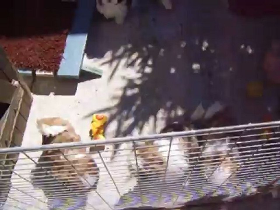 SSA43912bebes chang tzi bal tai 2011