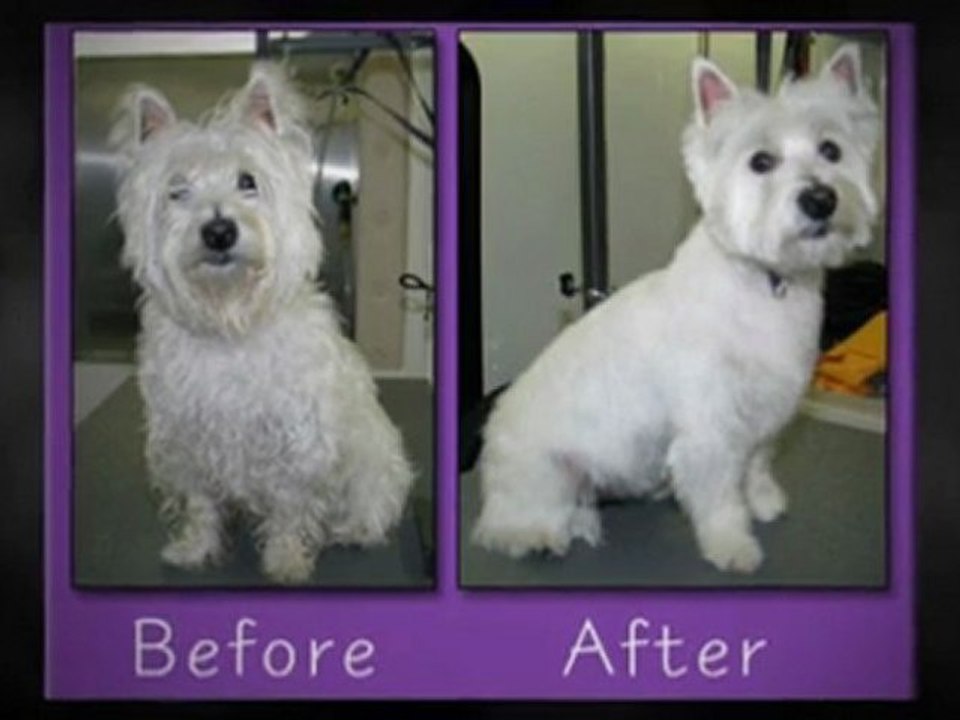 Pet Grooming, Miami FL, (305) 414-2117