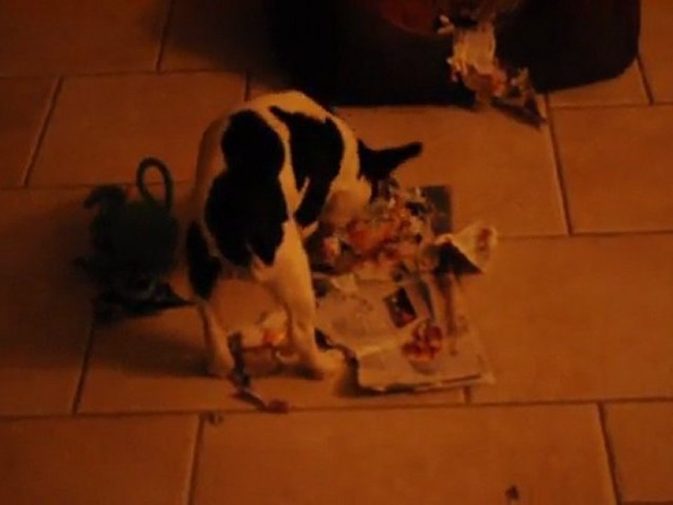 Les bêtises de Gatine