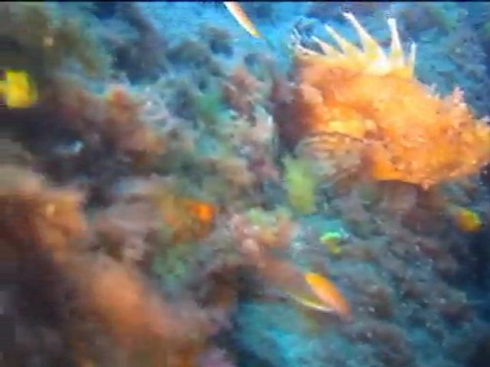corse 2011