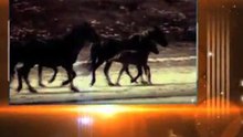 Trotting SARL-Matériel chevaux Centre