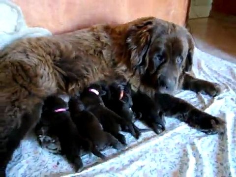 chiots bonny élevage de VALOYAN TERRE NEUVE MARRON BRONZE 15.09.2011