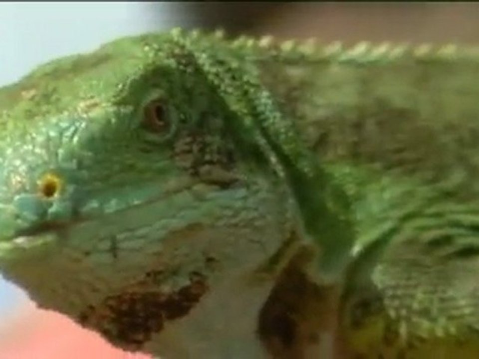 Capitales du Pacifique - Vanuatu, Port Vila