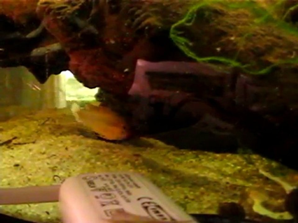 alevins_apistogramma_abacaxis2