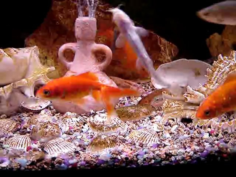 MOV05775 Mon aquarium de poissons rouges et de poissons sauvages .