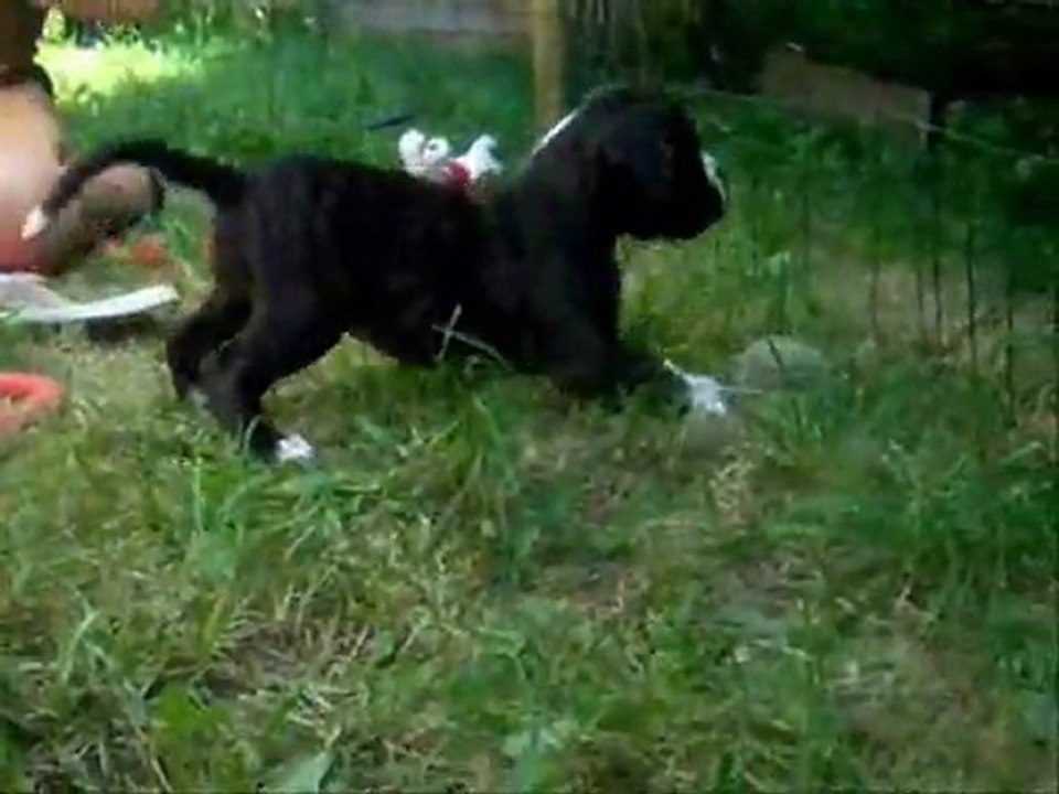 C'est d'la balle à 35 jours, 2011-09-02 (CHEYENNE de SAINT QUINIS X UCELLO du DOLON / Portée des "G" 2011)